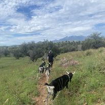 Hike with Goats